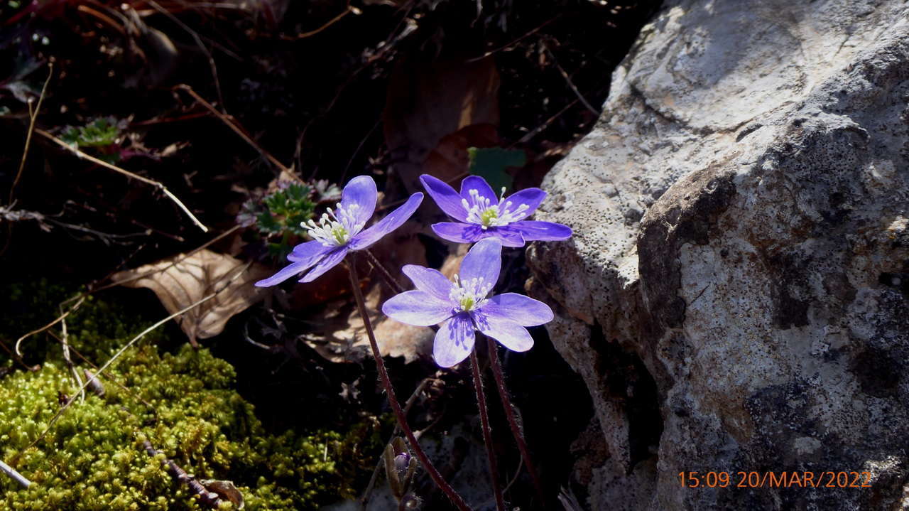 F ANEMONA HEPATICA